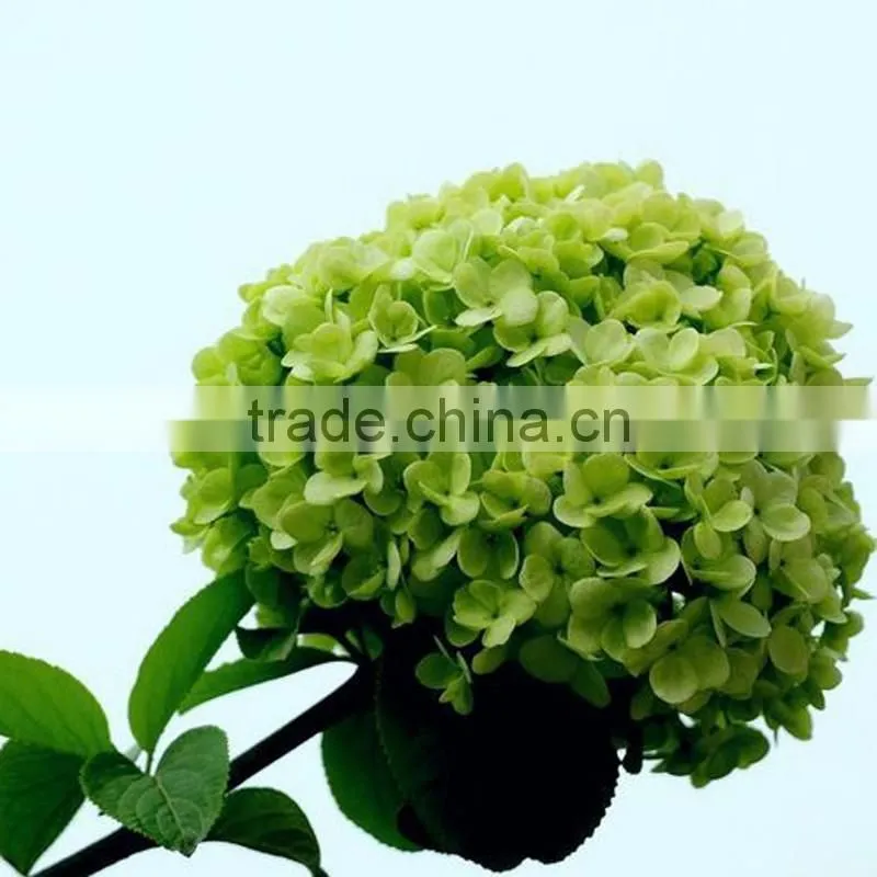 Artificial Green Hydrangea Flowers Trade From Yunnan China