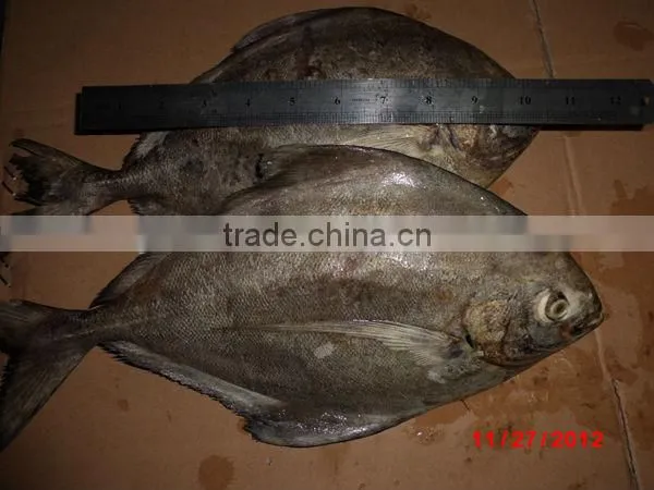black pomfret