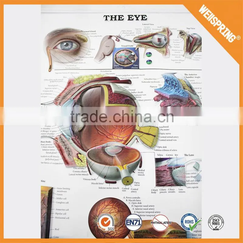Big sale custom sizeeducational medical chart