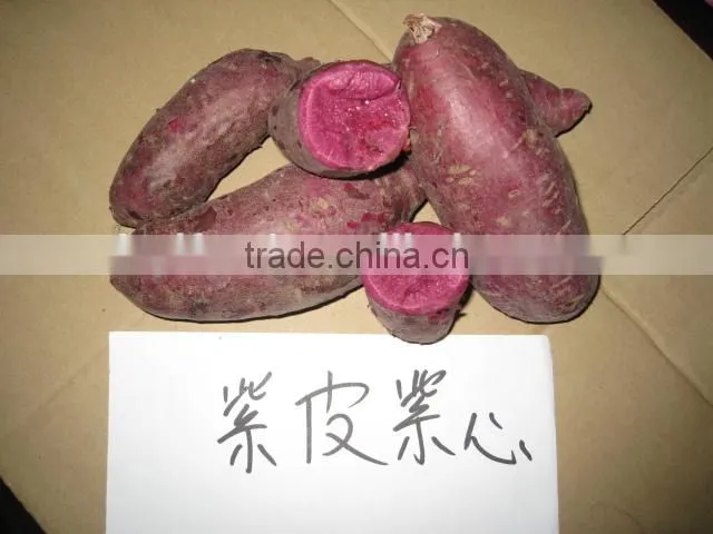 2015 Sunny Orchard fresh sweet potato