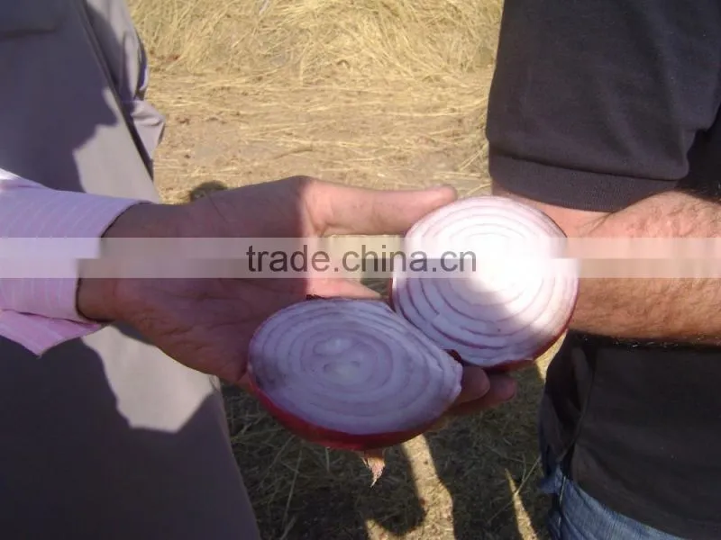 Onion