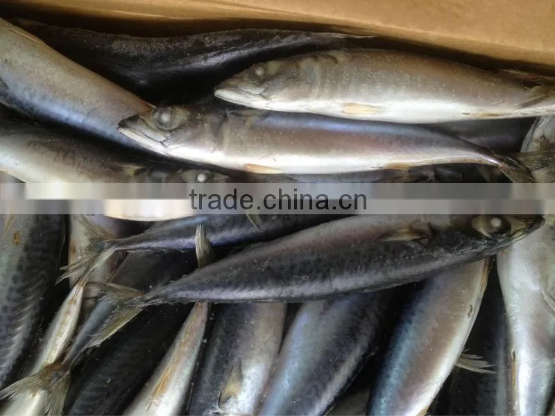 New fishing 200-300g WR frozen mackerel for market