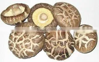 Lentinula edodes Dried Powder