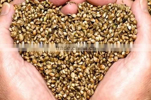 Hot selling wholesale agricultural hemp seeds