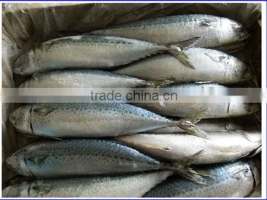 price for whole round frozen pacific mackerel on sale promotion