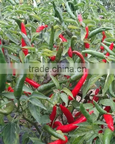 Hybrid F1 Pepper seeds hot pepper seeds for growing-Chcbi
