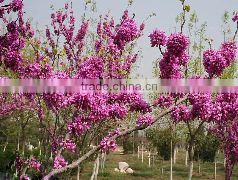 2016 High Germination Rate Chinese Redbud Seeds For Planting