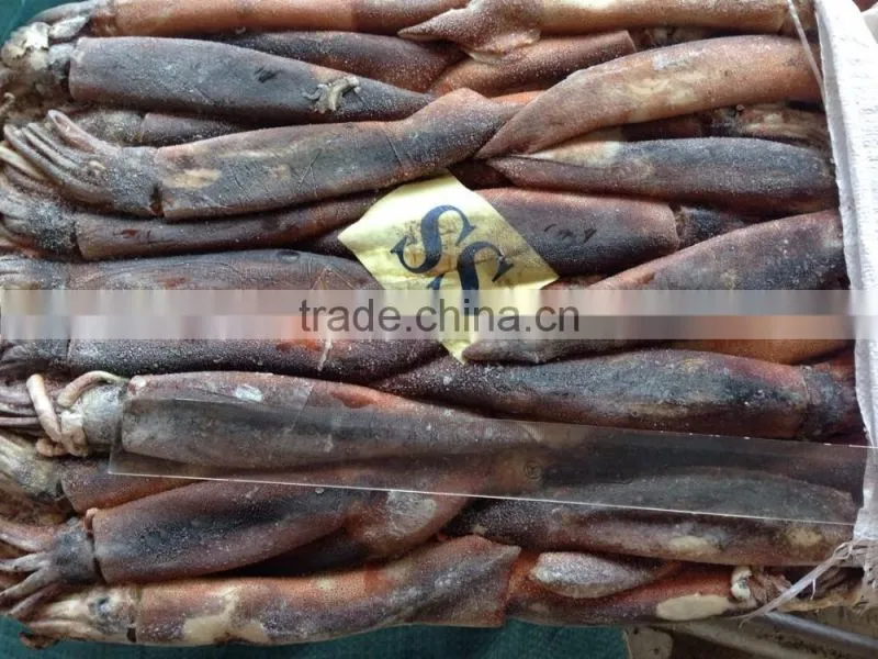 illex squid frozen