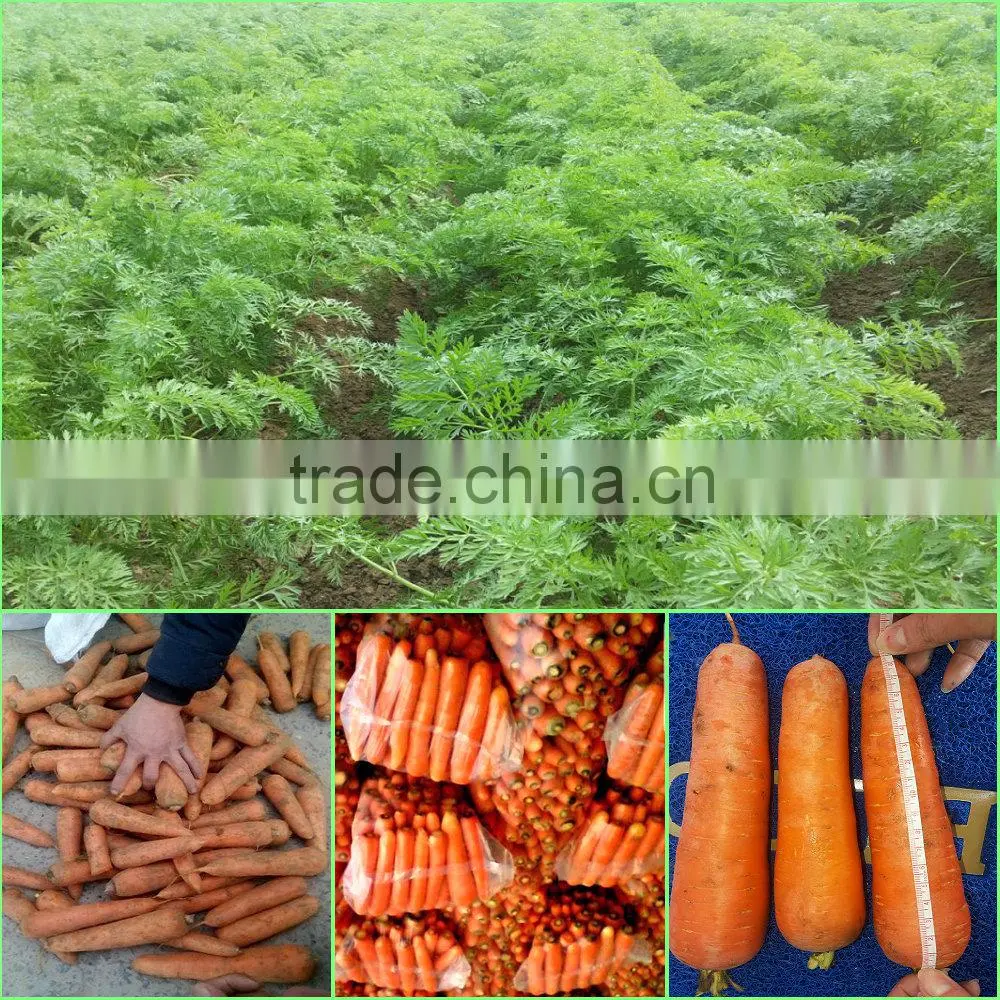Fresh Carrot/Fresh Carrot/Carrot/Carrot