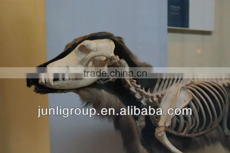 JLDF-G-0021 Customized Size Dog Skeleton For Sale