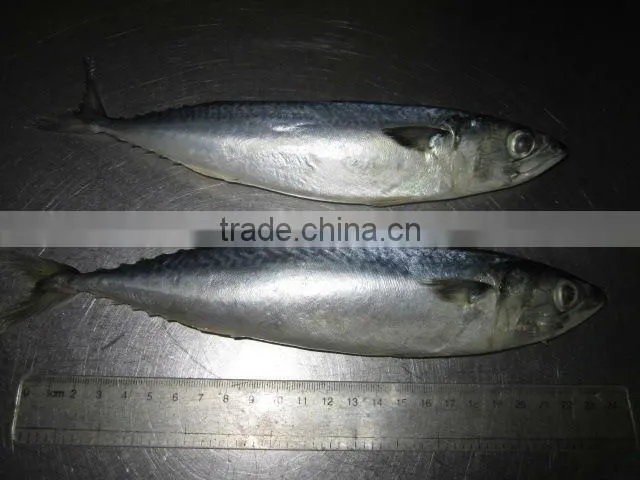 Scomber Japonicus