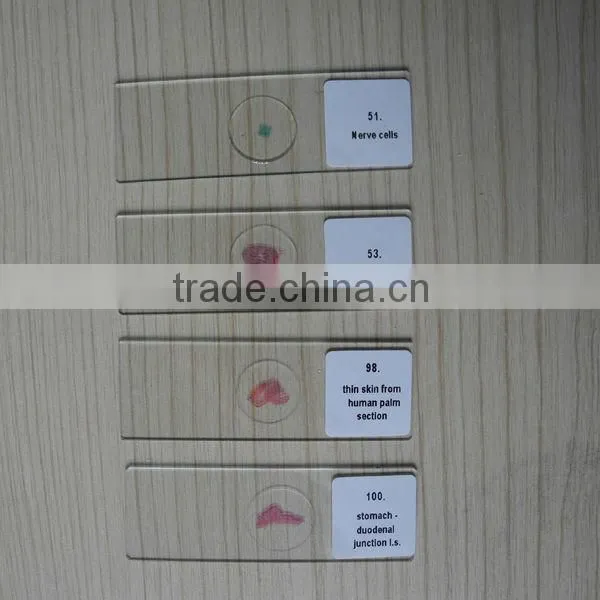 Hot sale Prepared histology slides