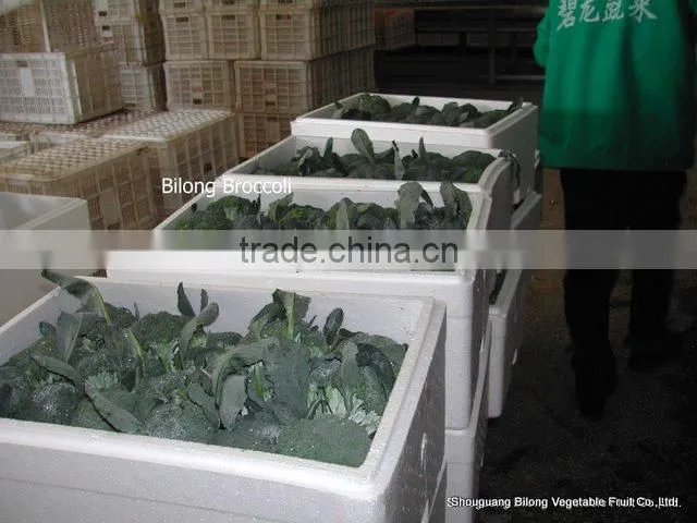 chinese new crop fresh broccoli