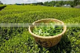 Vietnam GREEN TEA H02