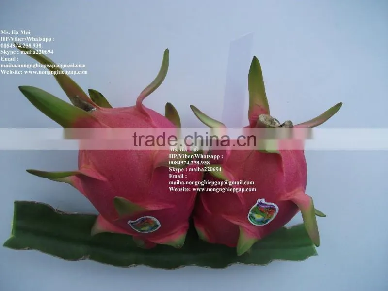 100% Natural Fresh Dragon Fruit from Vietnam-Ms Ha 84974258938