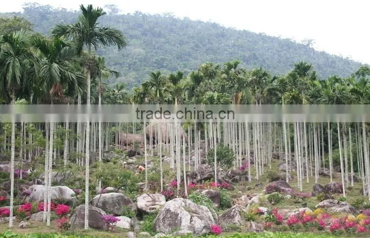 Areca catechu trees
