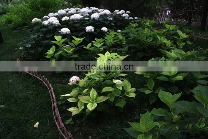 The shrub plant Hydrangea macrophylla seedling