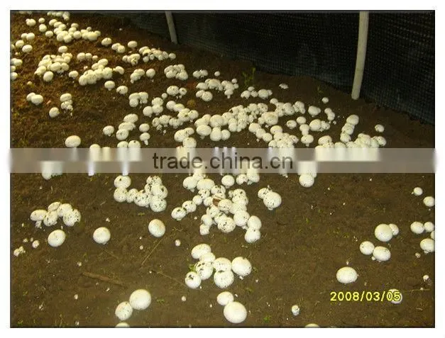 mushroom planting greenhouse film,black film for agaricus,Oyster Mushroom