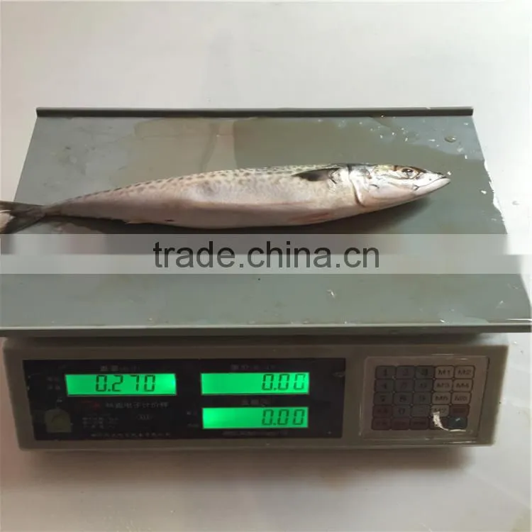 Pacific mackerels frozened pacific mackerel 200-300G for Asia importer