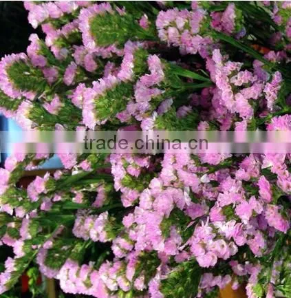 Fresh cut statice good quality cut flower myosotis from Kunming