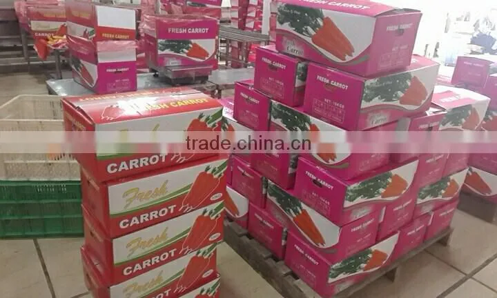wholesale Chinese fresh carrots