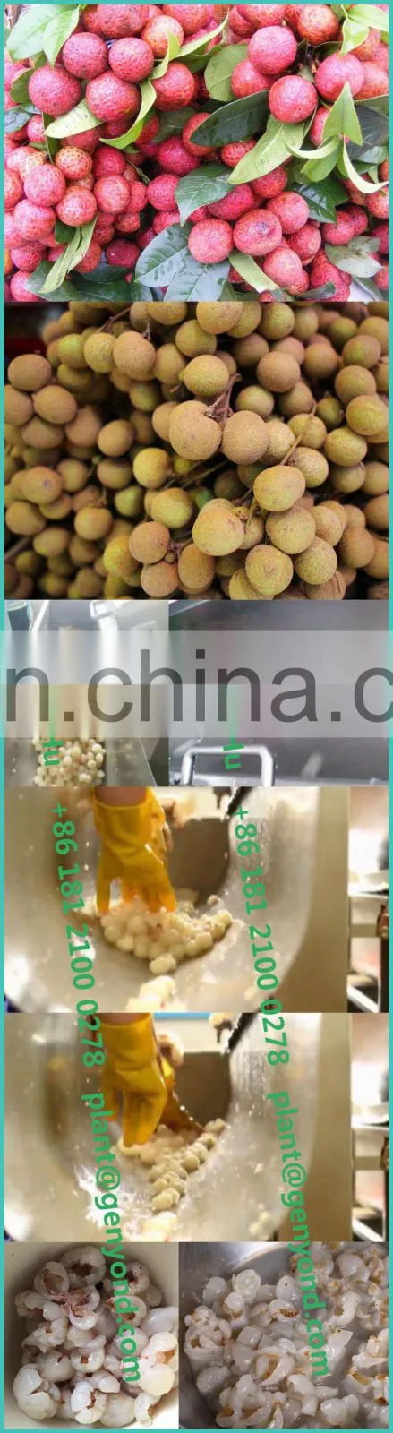 GYC longan nucleus stone core pit seed remover removing machine