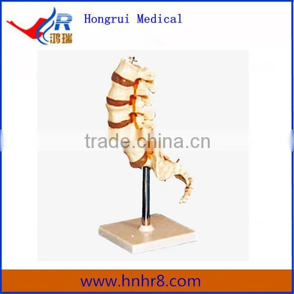 High Quality Thoracic Vertebra Medical Educational Skeleton Model