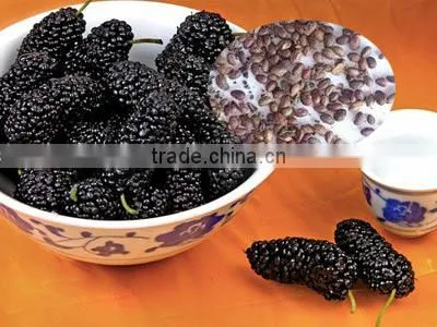 Fruit Tree Seeds Mulberry Tree Seeds For Sale