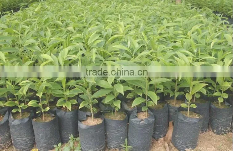 2016 Newly Chinese High Quality Agarwood Seeds For Growing