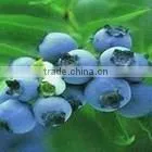 GMP Manufacturer Supply 100% Natural Bilberry Extract