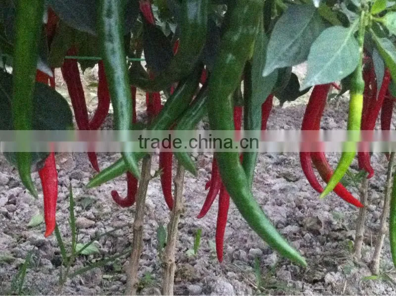 Fresh red chili (0084948425455 VIBER, WHATSAPP/SKYPE: VISIMEX05)