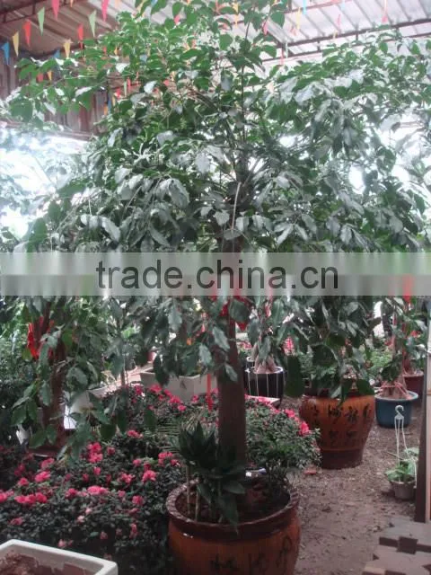 Heteropanax fragrans (Roxb.) Seem of indoor outdoor ornamental bonsai plants