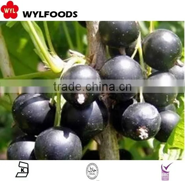 IQF frozen balck currant hot sale 2015