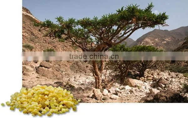Boswellia carterii extract