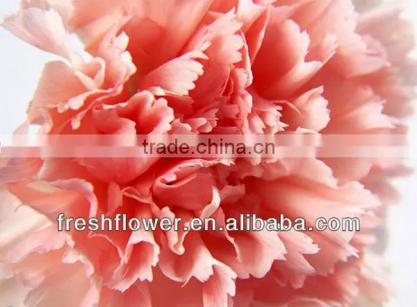 fresh cut flower of pink canation flower