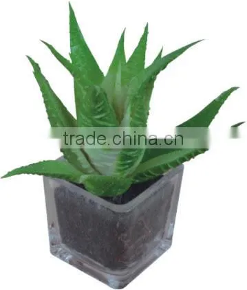Nearly natural mini succulents potted plant small succulents