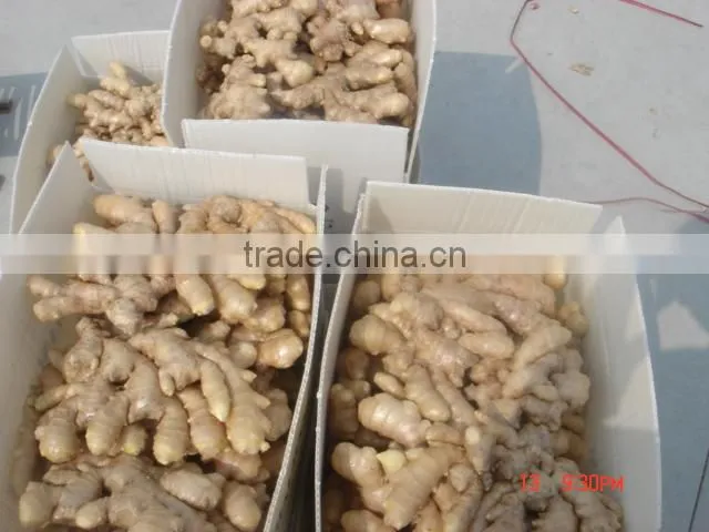 Chinese fresh ginger packed in carton