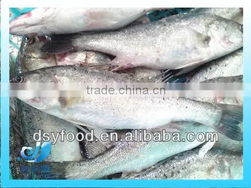 Frozen Seabass