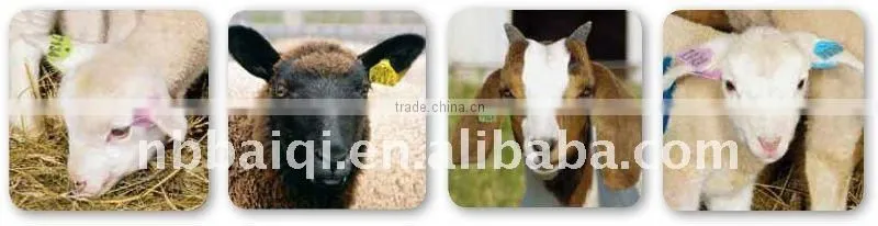 sell animal small pig ear tag ,laser ear tag