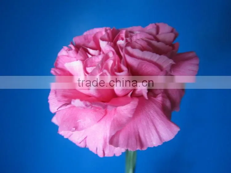Alibaba china crazy selling fresh cut carnation flower for wholesale