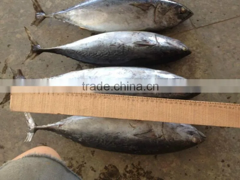 Grade WR frozen bonito seafood product