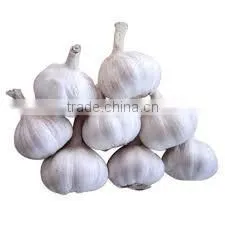 100-120mesh 2015latest crop china dehydrated garlic powder