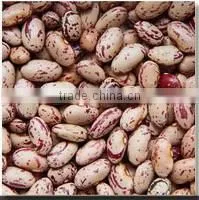 Green Mung Beans In China