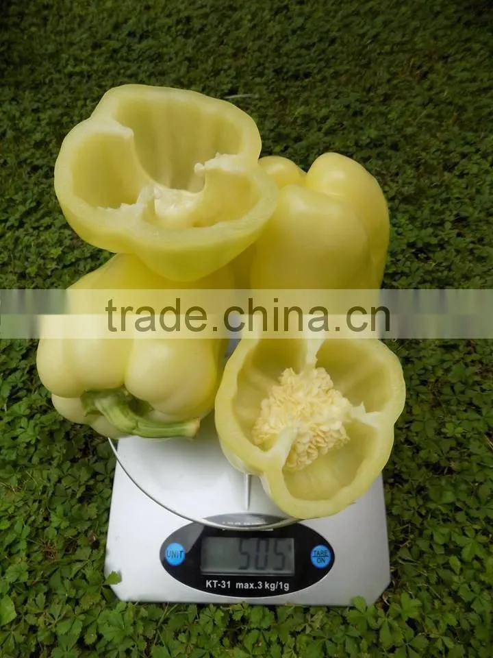 FRESH SWEET BELL PEPPER