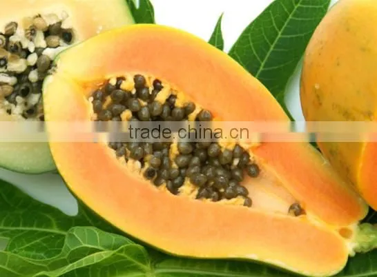 Sale High germination Chaenomeles sinensis seeds papaya seeds fruit tree seeds for planting