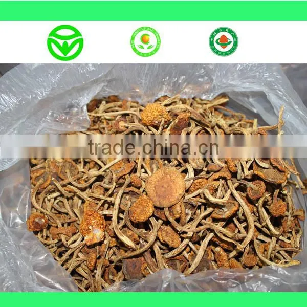 Farm Wholesale Dry Oyster Mushroom