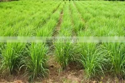 100% Pure & Natural Lemongrass Oil