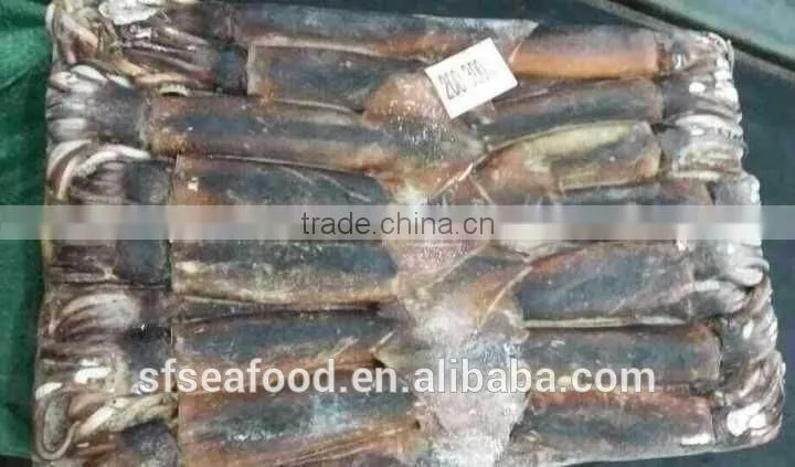Frozen Seafood Illex Squid 200-300g