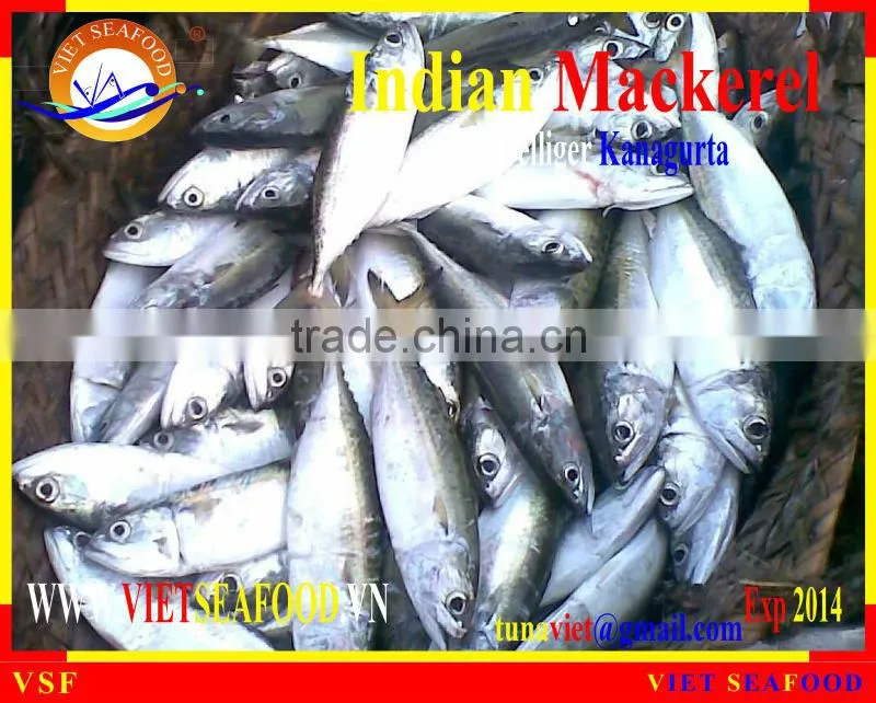 FROZEN INDIAN MACKEREL W/R