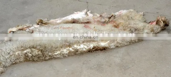 Stainless steel pig cow cattle sheep goat skin hair removal machine|mutton skin dehair machine in United States